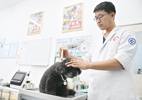 2024年11月14日,吉林長春,寵物醫生在為小狗做艾灸。(中新社記者 張瑤 攝)