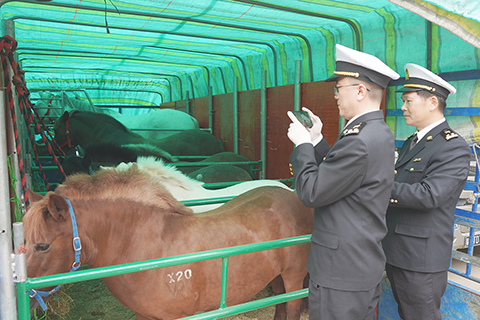 ◎ 斗門海關關員對進境澳門退役賽馬進行檢疫監管。(周佳慧 攝)