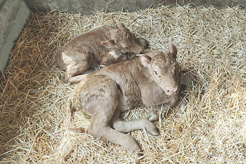 ◎ 三月廿三日,安徽亳州,中國首例體細胞克隆延邊牛誕生。(吉林農業大學供圖)