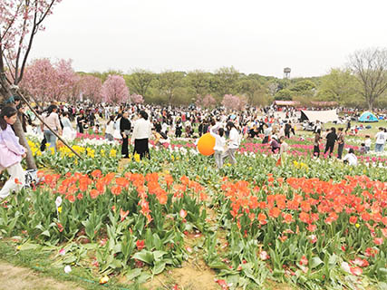 鳳凰溝內花多人更多