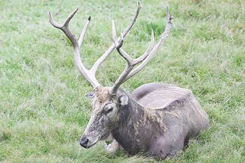 ◎ 八月廿四日在北京麋鹿苑拍攝的麋鹿。