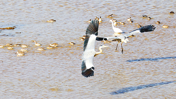 11月25日,九江市湖口縣,候鳥在此棲息、覓食。(徐會剛 攝)