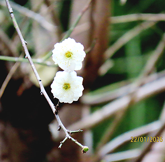梅花綻放(攝於盧九花園)。