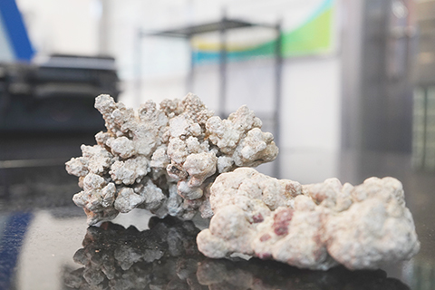 ◎ 灣仔海關查獲瀕危物種石珊瑚。(孔飛揚攝)