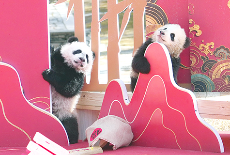 大熊貓中心臥龍神樹坪基地,新生大熊貓寶寶在賣萌。(中新社記者 安源 攝)