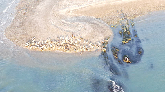 2月24日拍攝的遼東灣斑海豹。 (大連海警局 供圖)