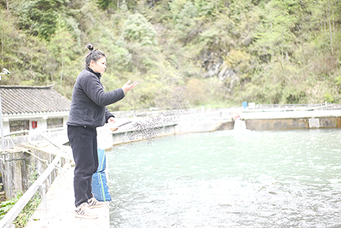 3月31日,返鄉務工的張海梅在給冷水魚餵食。(張旭 攝)